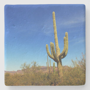 Bear Canyon - Saguaro cactus, porta copos de pedra