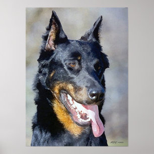 Beauceron Dog Portrait Poster