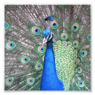 Beautiful Peacock fotografia