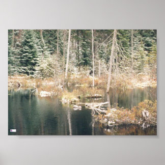 Beaver Pond Poster