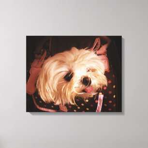 Bebê em uma CANVAS de porco maltesa