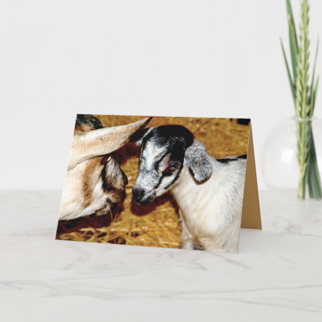 Bebê Goat e mãe - Cartão de Saudação de Vazio (Frente)