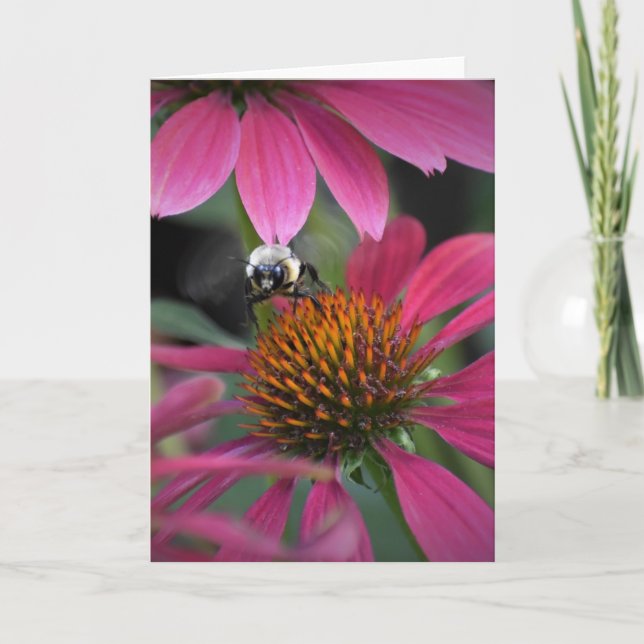 Bebê no Coneflower, cartão (Frente)