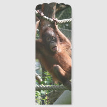 Bebê Orangutan - Aguente aí, aspas