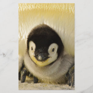 Bebê pinguim