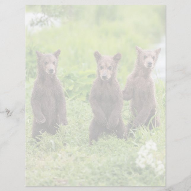 Bebês Animais Mais Fofos | Filhotes de Urso Pardo  (Frente)