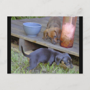 Bebês Dachshund postam cartões