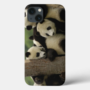 bebês de panda gigante (Ailuropoda melanoleuca)