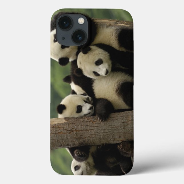 bebês de panda gigante (Ailuropoda melanoleuca) (Verso)