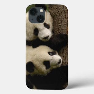Bebês de panda gigante (Ailuropoda melanoleuca) 2