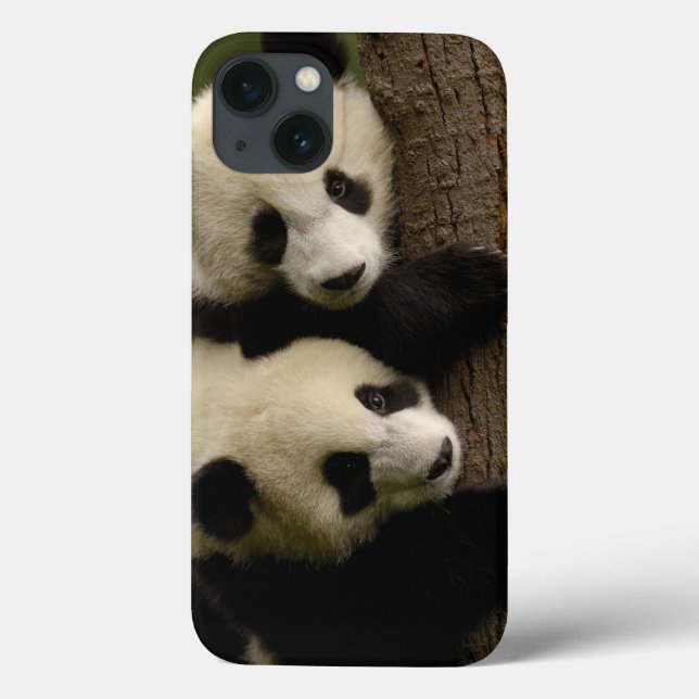 Bebês de panda gigante (Ailuropoda melanoleuca) 2 (Verso)