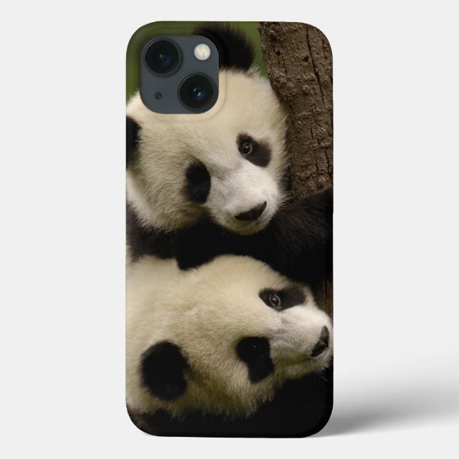 Bebês de panda gigante (Ailuropoda melanoleuca) 2 (Verso)
