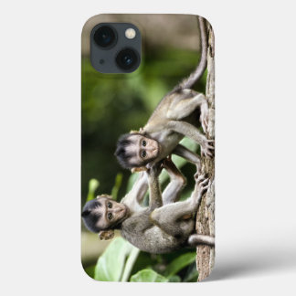 Bebês macacos na natureza