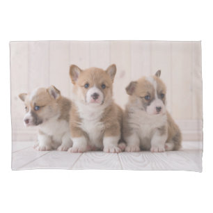 Bebês Mais Pobres 3 Bebês-Corgis