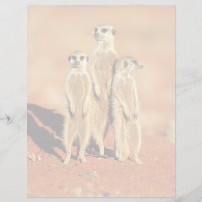 Bebês Mais Pobres | 3 Meerkats (Frente)