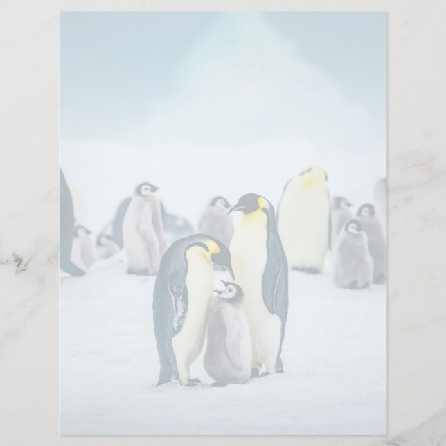 Bebês Mais Pobres | Alimentos para pinguins bebês (Frente)