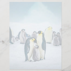 Bebês Mais Pobres Alimentos para pinguins bebês