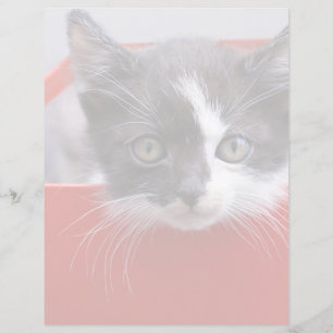Bebês Mais Pobres Black & White Kitten