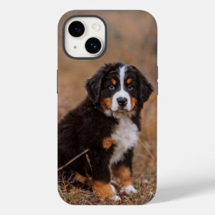 Bebês Mais Pobres Cachorro de Montanha Bernese