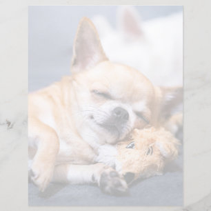 Bebês Mais Pobres   Cão Chihuahua de cabelos verme