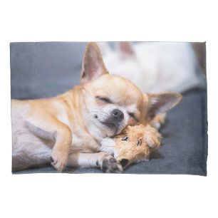 Bebês Mais Pobres   Cão Chihuahua de cabelos verme
