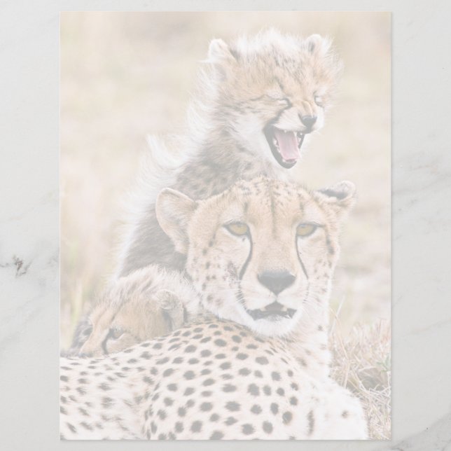 Bebês Mais Pobres | Chita Cat & Cub (Frente)