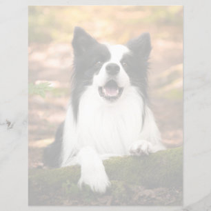 Bebês Mais Pobres Collie Preto e Branco