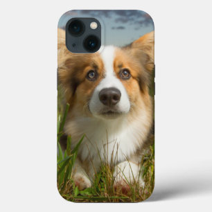 Bebês Mais Pobres   Corgi em Jardim Nublado