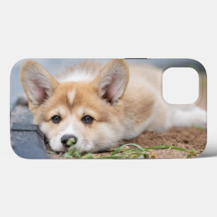Bebês Mais Pobres Corgi Lay in the Yard