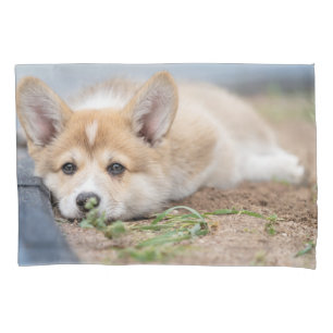 Bebês Mais Pobres Corgi Lay in the Yard