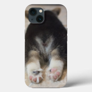 Bebês Mais Pobres   Corgi Puppy Atrás