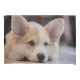Bebês Mais Pobres Corgi-Puppy com sono