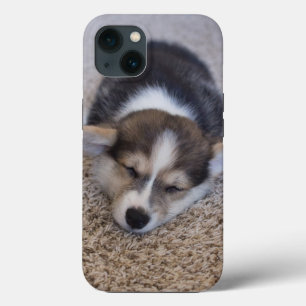 Bebês Mais Pobres Corgi Puppy em Shag Rug