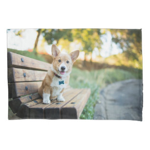Bebês Mais Pobres Corgi Puppy num banco de estac