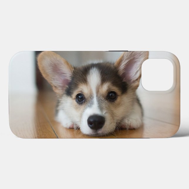 Bebês Mais Pobres | Corgi Puppy Olhando (Verso (horizontal))