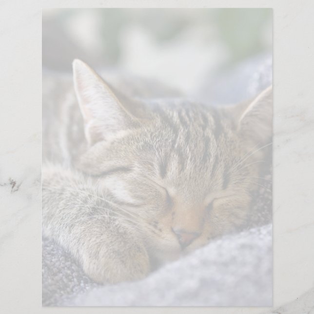 Bebês Mais Pobres | Dormir De Tabby Kitten (Frente)