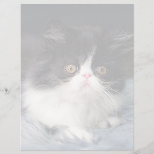 Bebês Mais Pobres | Fluffy B&W Kitten (Frente)