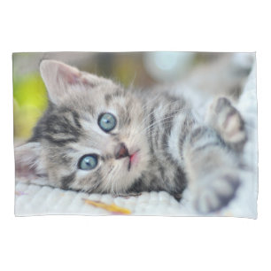 Bebês Mais Pobres Gatinho Com Olhos Azuis