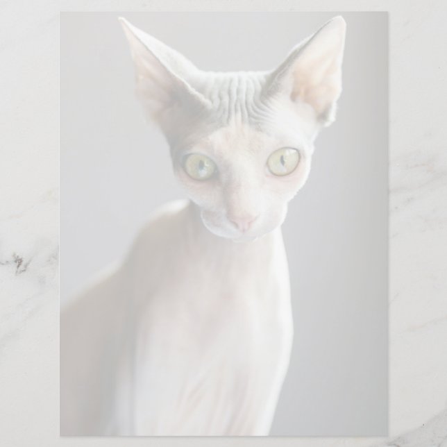 Bebês Mais Pobres | Gato esfingx (Frente)