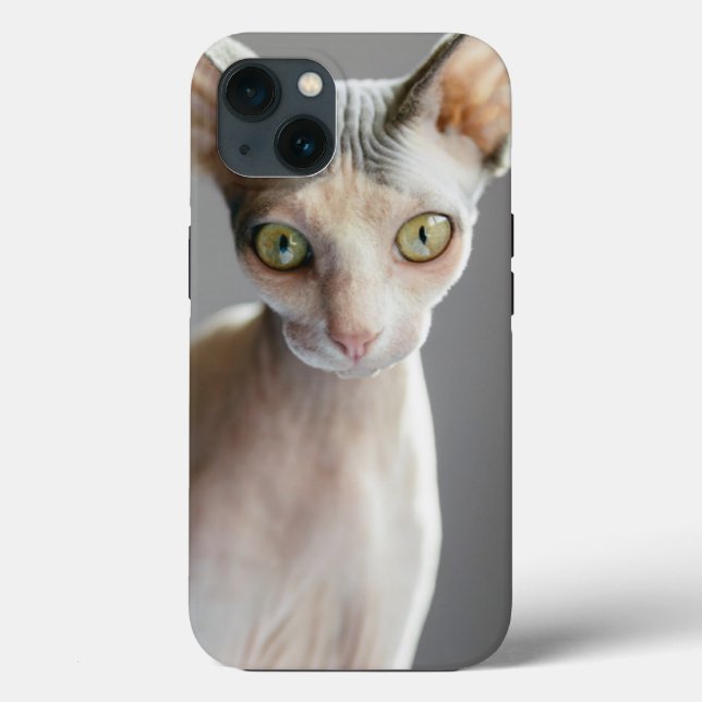 Bebês Mais Pobres | Gato esfingx (Verso)