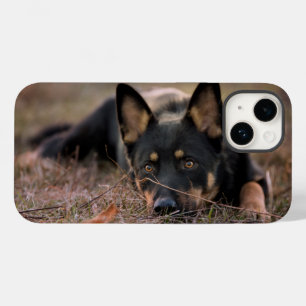 Bebês Mais Pobres GERMAN SHEPHERD