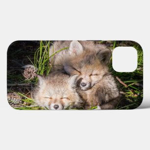 Bebês Mais Pobres   Kits De Raposa Vermelha Para B