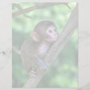 Bebês Mais Pobres   Macaco Bebê