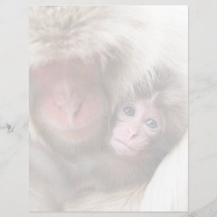 Bebês Mais Pobres Macaco-neve