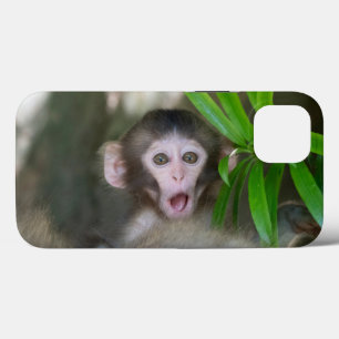 Bebês Mais Pobres   Macaco surpreso na neve