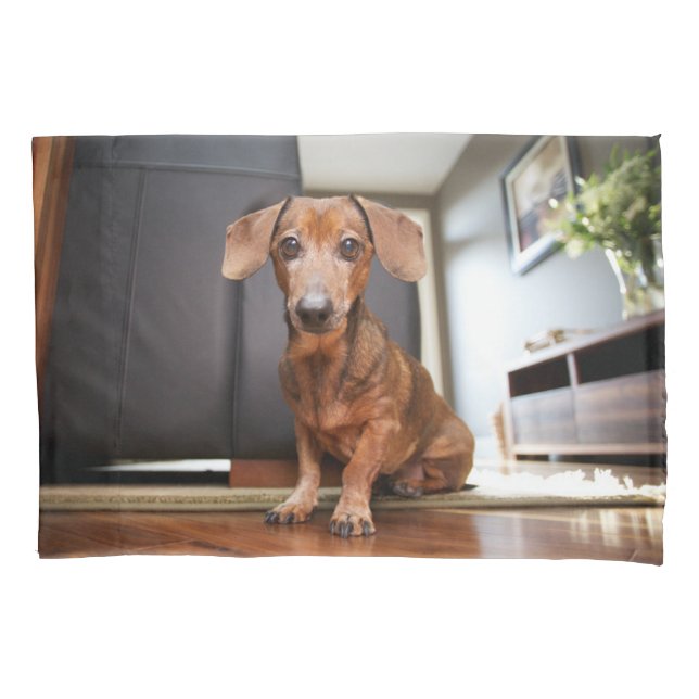 Bebês Mais Pobres | Mini Dachshund Puppy (Frente)