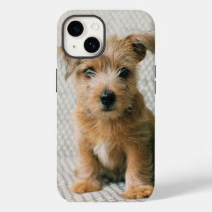 Bebês Mais Pobres   Norfolk Terrier Puppy