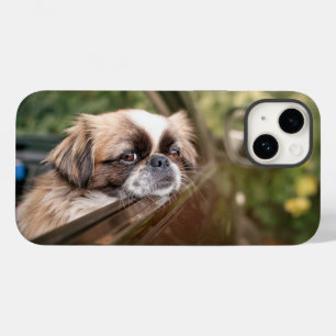 Bebês Mais Pobres Pekingese Puppy no carro