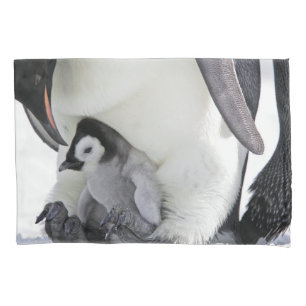 Bebês Mais Pobres Pinguim-imperador
