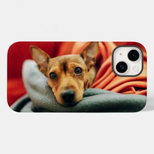 Bebês Mais Pobres Pinscher miniatura